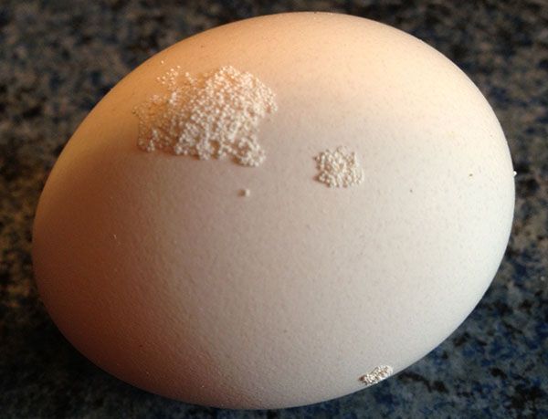 крейдяне відкладення на яйці