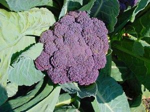 фіолетова брокколі