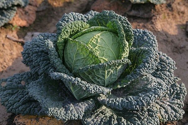 савойська капуста