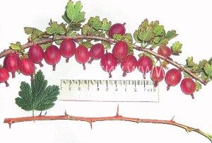 агрус сорт російський фото