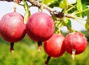 сорт Колобок