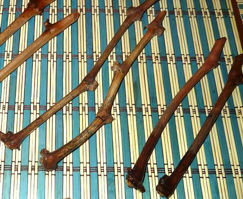 Підготовка живців для розмноження