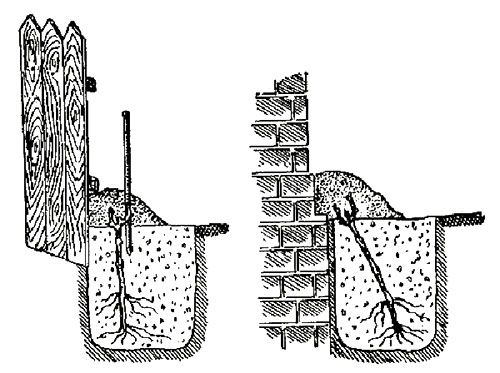 Посадка укороченими черешками