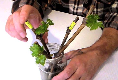 Підбір сортів винограду для розмноження