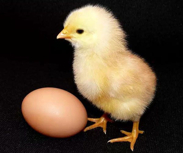 курча і яйце