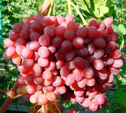 Гроно після обробки гіберелліном