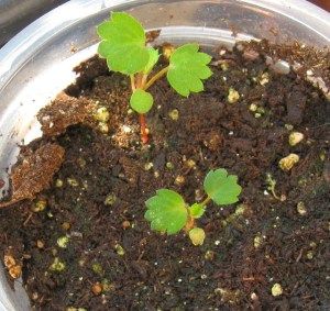 розсада полуниці фото