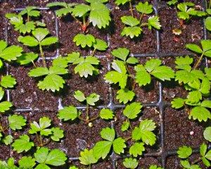 полуниця з насіння