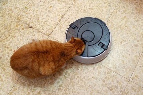 кішка їсть з автоматичної годівниці