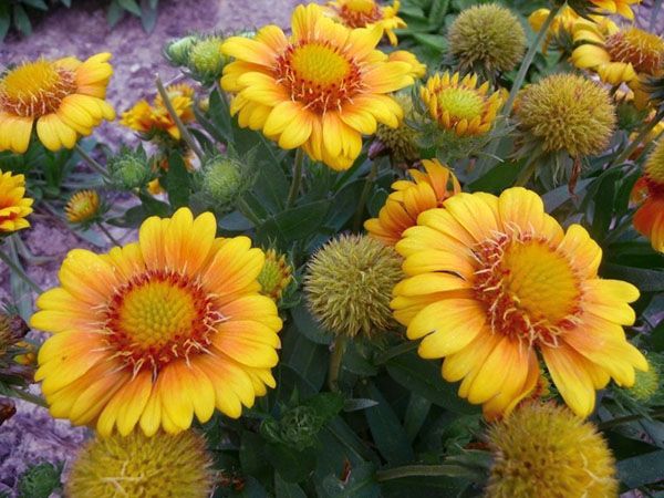 жовті квіти гайлардии Арізона сан
