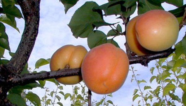 абрикоси в Хакасії