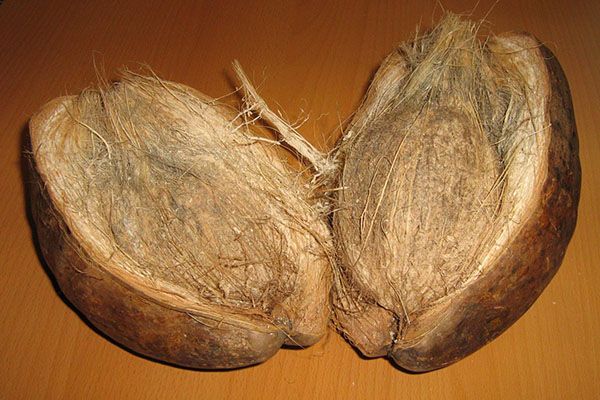 шкаралупа кокосового горіха