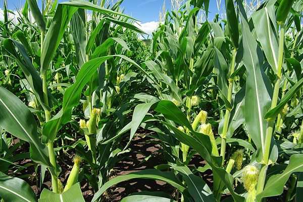 поле цукрової кукурудзи