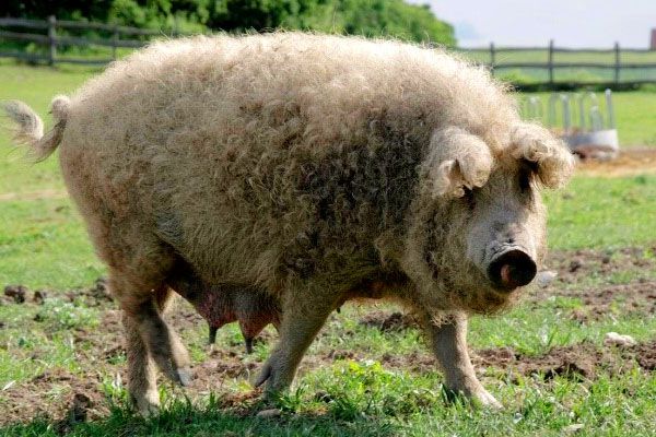 Свині породи Мангал вкрай невибагливі