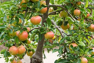 Урожай на прищепленої яблуні