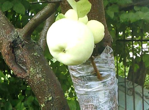 Щеплення яблуні влітку