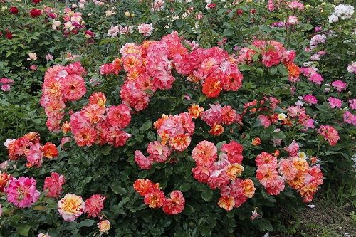 поліантові троянди