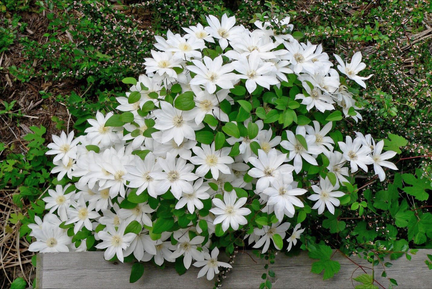білі квіти клематиса