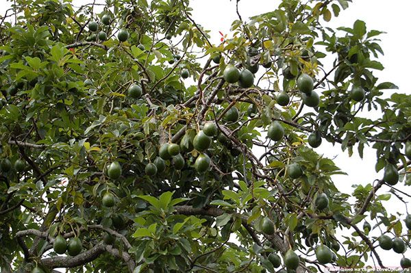 дерево авокадо з плодами