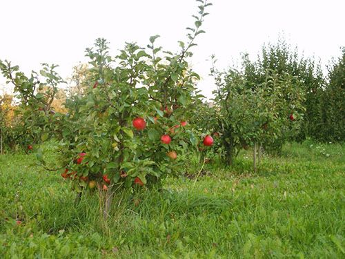 Сад карликових яблунь