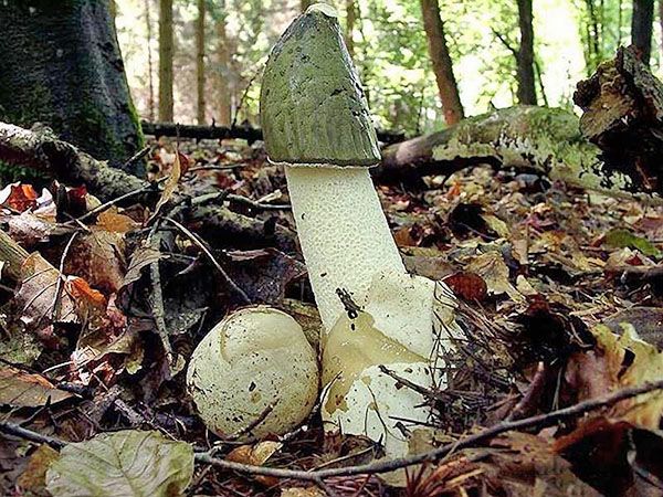 гриб веселка в лісі