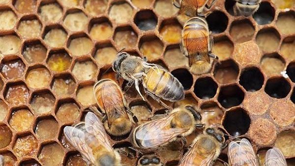 Бджоли схильні до різних захворювань