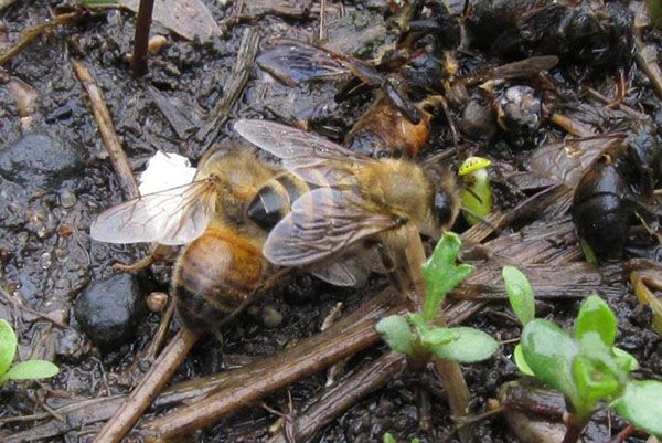 Порушення правил утримання бджіл привід до їх захворювання