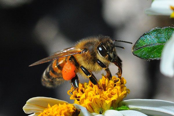 Викликані паддю і хімікатами токсикози можуть привести до загибелі бджіл