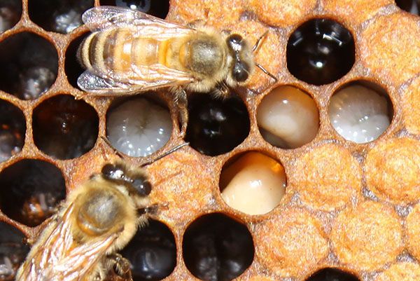 Поразка бджіл гнильцами
