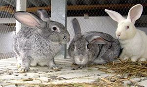 У кроликів слабкий імунітет до різних хвороб