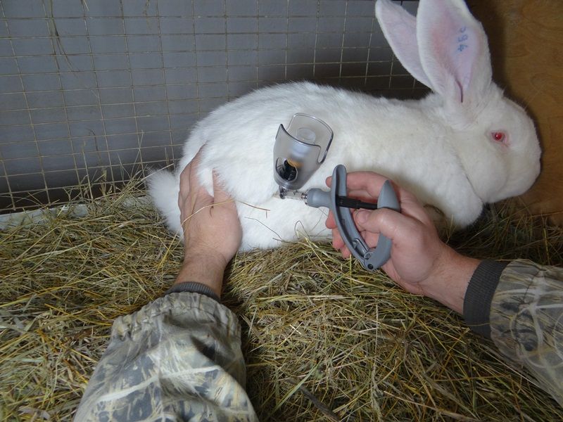 Вакцинація кроликів захистить тварин від хвороб