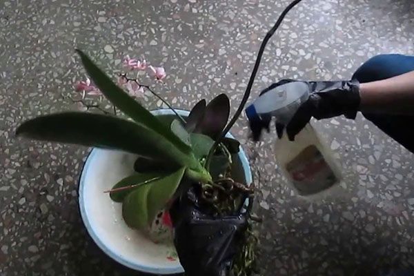 обробка орхідеї
