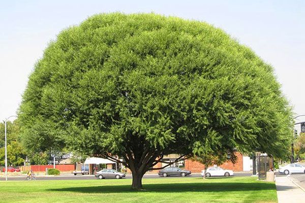 доросле дерево верба Матсудана