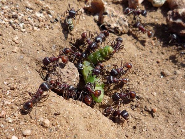 користь і шкода мурах