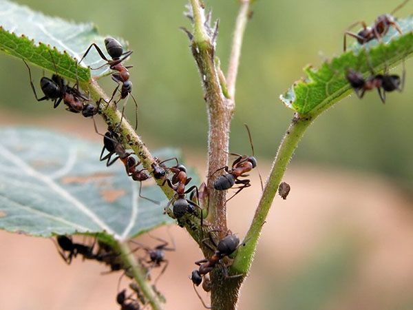 нанесення шкоди мурахами