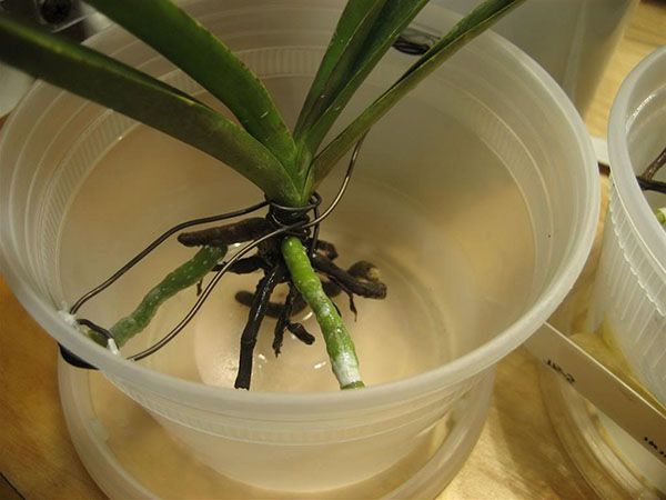 Орхідея нарощує коріння у воді з медом або цукром