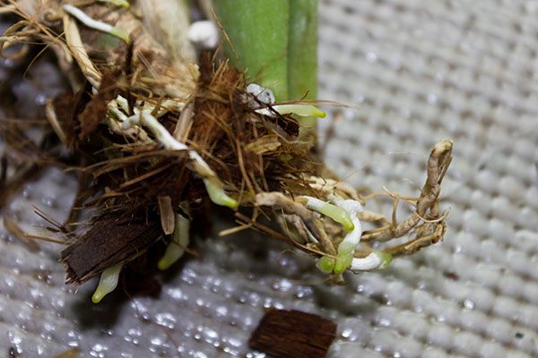 Орхідею з невеликою кількістю живих коренів висаджують в маленьку ємність