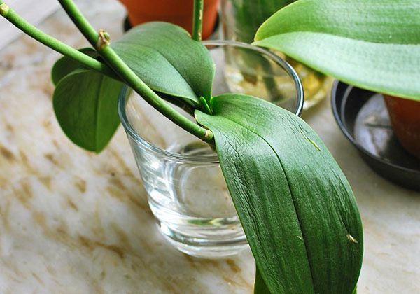 Виходжування орхідеї в скляній посудині