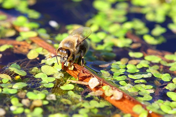 бджола п'є воду