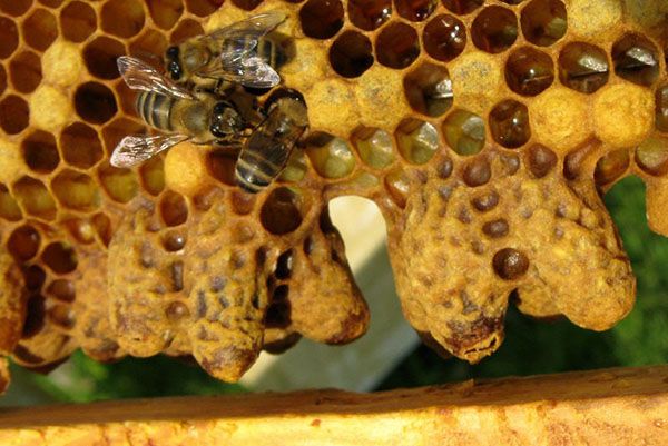 Отводок бджіл з неплідною маткою