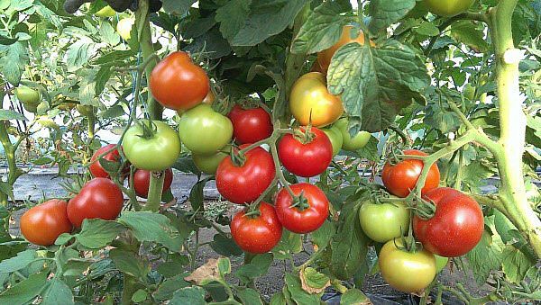 високоврожайні сорти помідорів