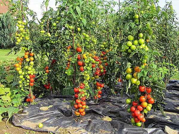 високоврожайні сорти помідор на дачі