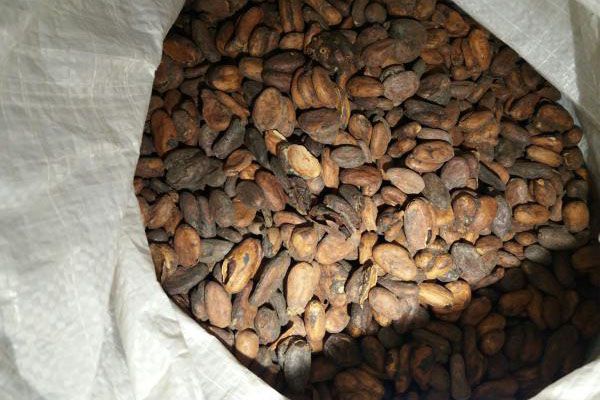 какао сорт форастеро