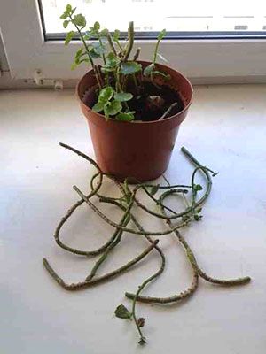 Обрізка старого рослини допоможе продовжити йому життя