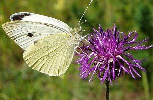 Капустяна білявка метелик капустница