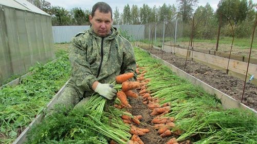 прибирання моркви