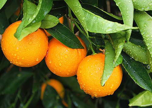 Апельсини - вітаміни круглий рік