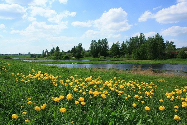 чарівний багаторічник