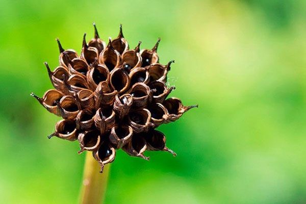 насіннєва коробочка купальниці