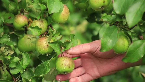 сад в липні